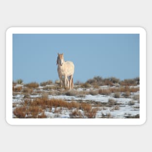 Wild horses, Arizona, nature, wildlife, gifts Sticker